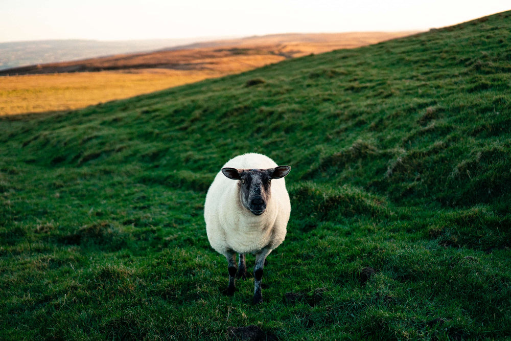 BINSURFEN IRELAND REISE